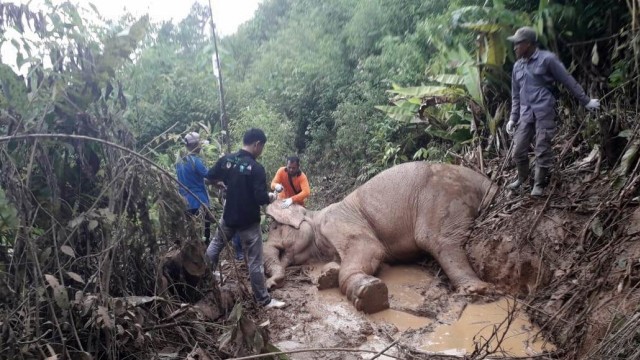 Gajah Di Aceh Luka Parah Akibat Terkena Jerat Kumparan