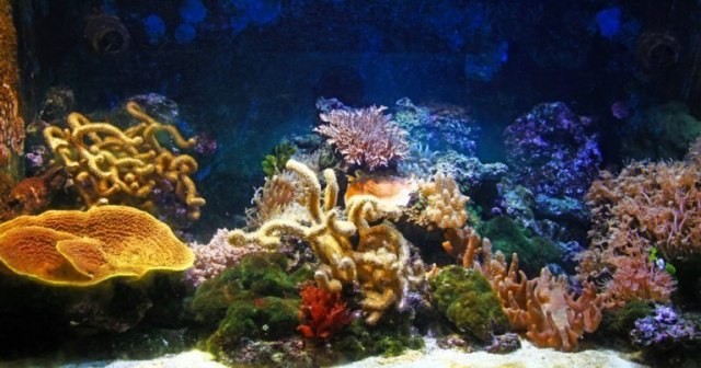 Suka Pelihara Ikan Kamu Harus Tahu Cara Membuat Aquarium Sederhana Ini