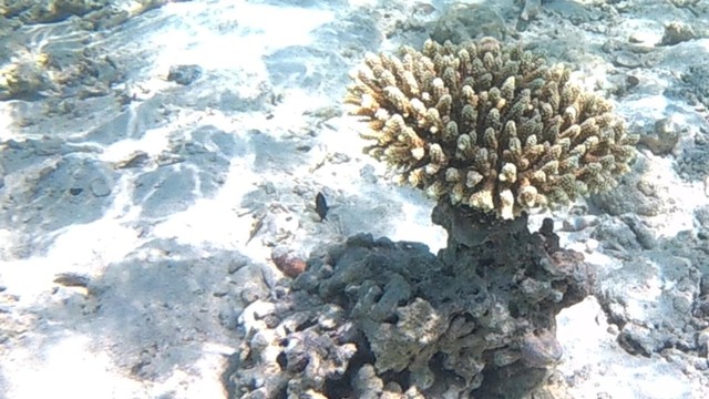 Foto Pesona Terumbu Karang Di Pulau Nisa Pudu NTB Kumparan