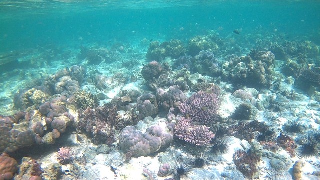 Foto Pesona Terumbu Karang Di Pulau Nisa Pudu NTB Kumparan