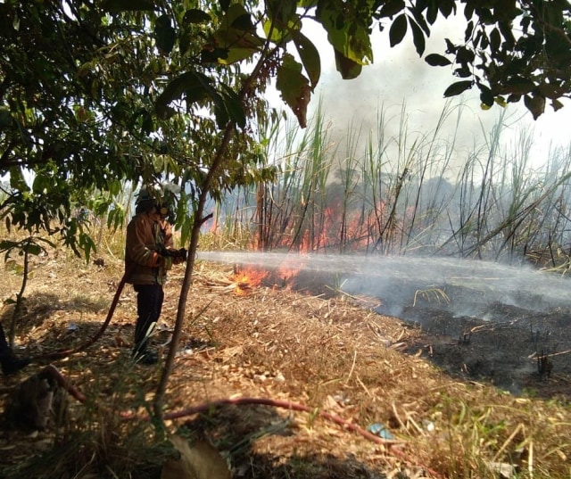 Lahan Perkebunan Tebu Di Cidahu Kuningan Terbakar Kumparan