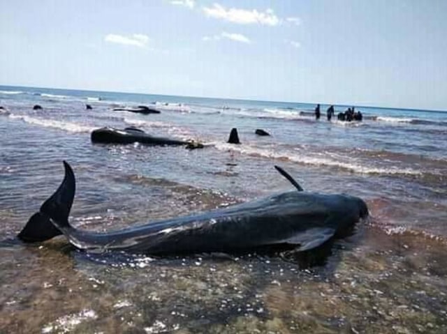 Ekor Paus Terdampar Di Pantai Menia Sabu Raijua Ntt Kumparan