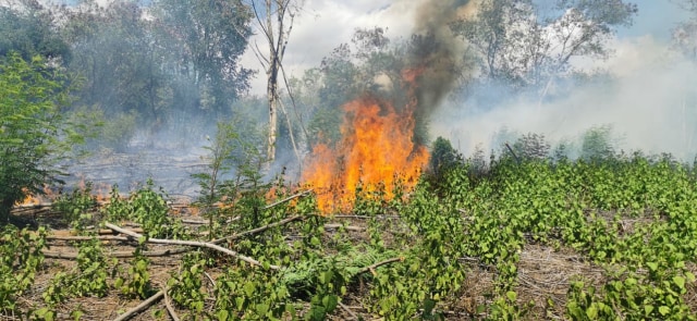 Kebakaran Landa Kawasan Hutan Lindung Egon Ilimedo Di Kolibuluk Sikka