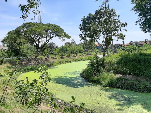 Hutan Kota Di Surabaya Yang Asri Dan Menyejukkan Mata Kumparan