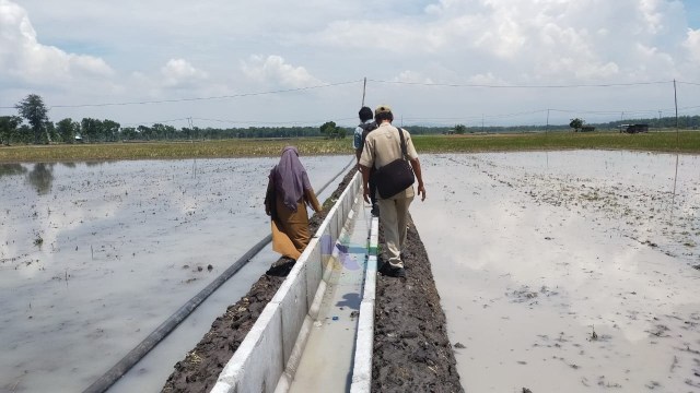 Peta Lahan Sawah Di Irigasi Tersier Kab Bojonegoro By Vrogue Co