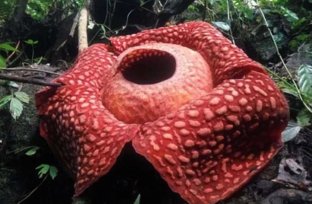 Bunga Rafflesia Arnoldi Kembali Mekar Di Agam Kumparan