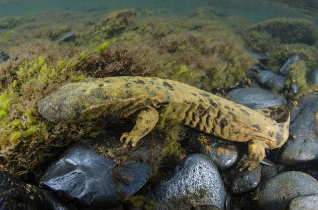 5 Fakta Hewan Amfibi Terbesar Di Dunia Fosil Hidup Kumparan