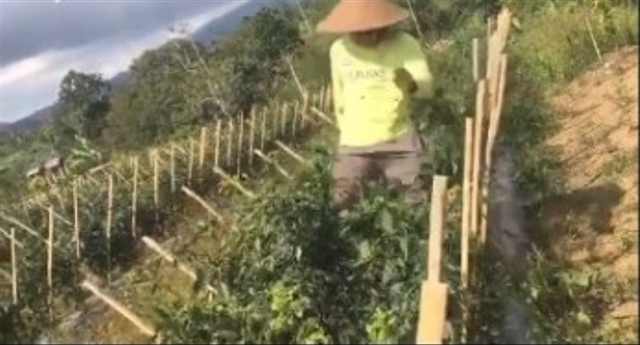 Harga Anjlok Petani Ngamuk Rusak Tanaman Cabai Siap Panen Kumparan