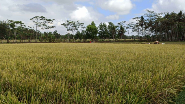 Food Estate Dinilai Berjalan Baik Dan Tepat Bantu Tingkatkan Ketahanan