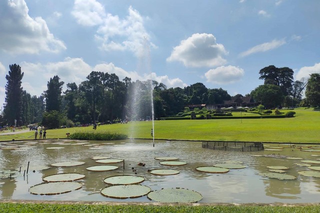 Respons Pengelola Kebun Raya Bogor Soal Viral Rumput Rusak Usai Konser