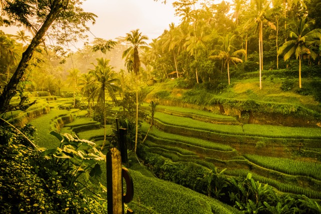 Transportasi Bandara Ngurah Rai Ke Ubud Bali Kumparan