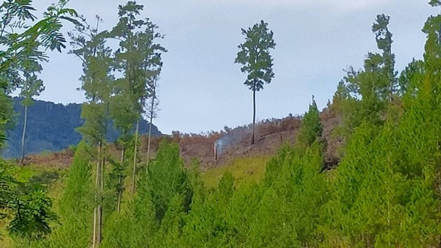 Kebakaran Hutan Lindung Di Aceh Tengah Meluas Hingga Hektare