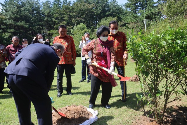 Foto Aksi Megawati Menanam Pohon Magnolia Di Pulau Jeju Korsel