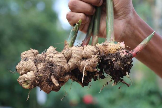 Tahapan Budidaya Tanaman Jahe Dalam Pot Atau Polybag Yang Mudah