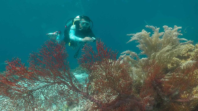 Foto Pesona Wisata Bawah Laut Wakatobi Di Tengah Turunnya Jumlah