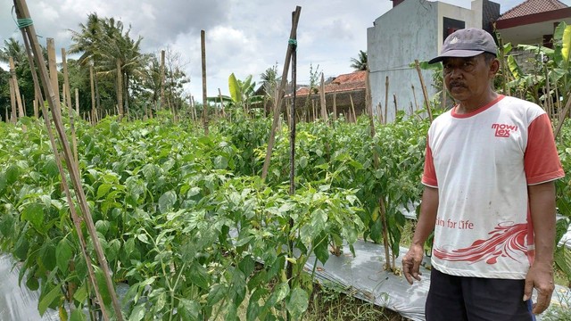 Rahasia Petani Di Sleman Bikin Modal Rp 2 Juta Jadi Rp 30 Juta Dalam 6