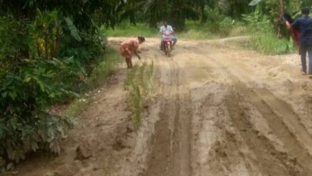 Emak Emak Di Mamuju Tanam Padi Di Jalan Rusak Kesal Tak Kunjung