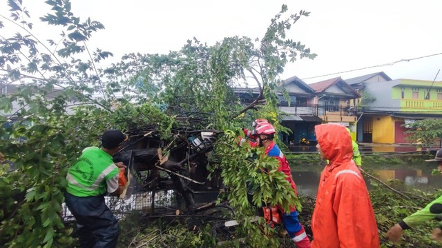 Pohon Di Cakung Dan Cipinang Melayu Tumbang Imbas Hujan Deras Yang