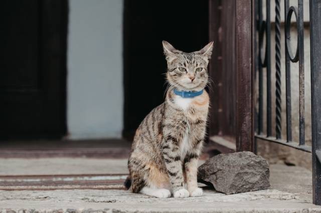 Cara Melatih Kucing Agar Tidak Nakal Dan Menjadi Penurut Kumparan