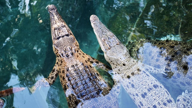 Hilang Saat Mancing Jasad Pria Australia Ditemukan Di Perut Dua Buaya