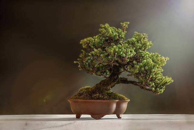 Cara Membuat Bonsai Sancang Yang Mudah Bagi Pemula Kumparan