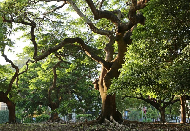 Bayan Ancient Tree Pohon Raksasa Yang Memiliki Nilai Magis Di Bali