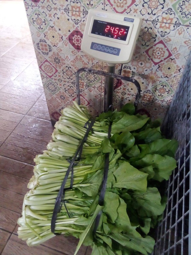 Narapidana Lapas Magelang Menjadi Petani Hasil Panen Sayur Sawi