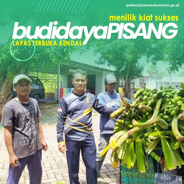 Mengintip Kiat Sukses Budidaya Pisang Di Lapas Terbuka Kendal