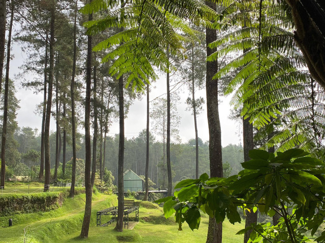 Wisata Alam Dan Bunga Anggrek Yang Memesona Di Orchid Forest Cikole