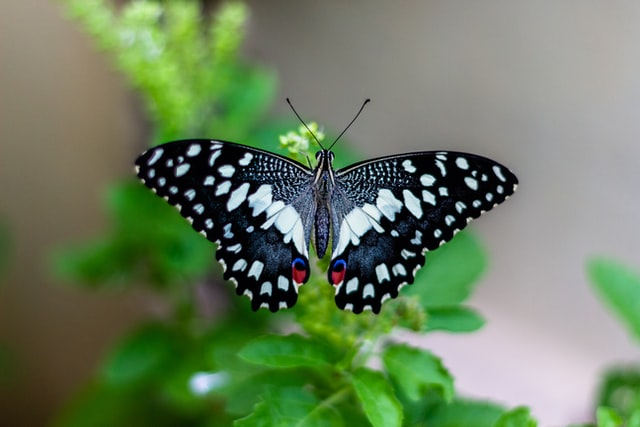 Arthropoda Pengertian Ciri Ciri Dan Jenis Jenisnya Kumparan