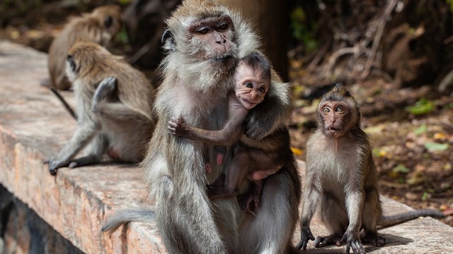 Kawanan Monyet Ekor Panjang Serbu Permukiman Di Sriharjo Imogiri