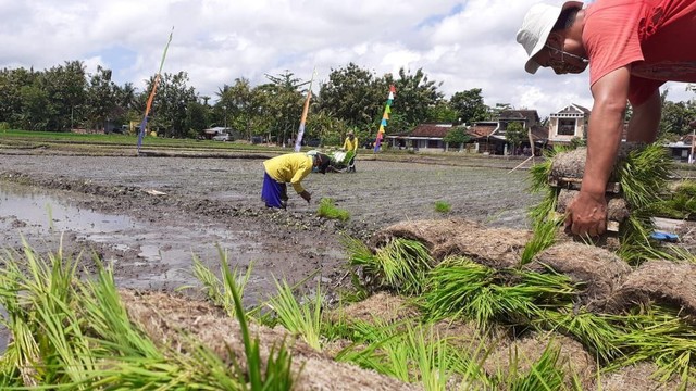 Lahan Pertanian Di Bantul Menyusut 10 Hektare Per Tahun Pemkab Siapkan