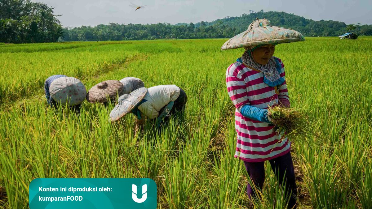 Peringati Hari Pangan Sedunia Unilever Ajak Masyarakat Lebih Cinta Pangan Lokal Kumparan Com<script async src=
