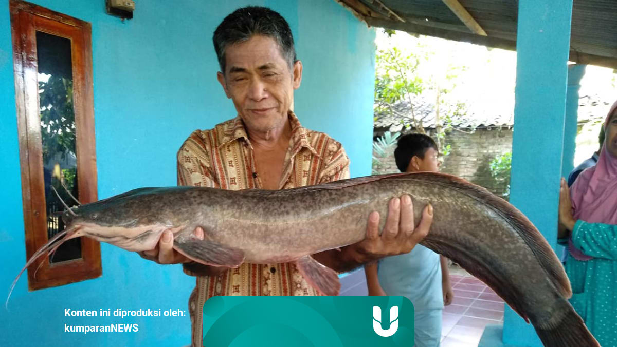 Memancing Ikan Di Kali Warga Di Serang Berhasil Tangkap Lele Raksasa Kumparan Com