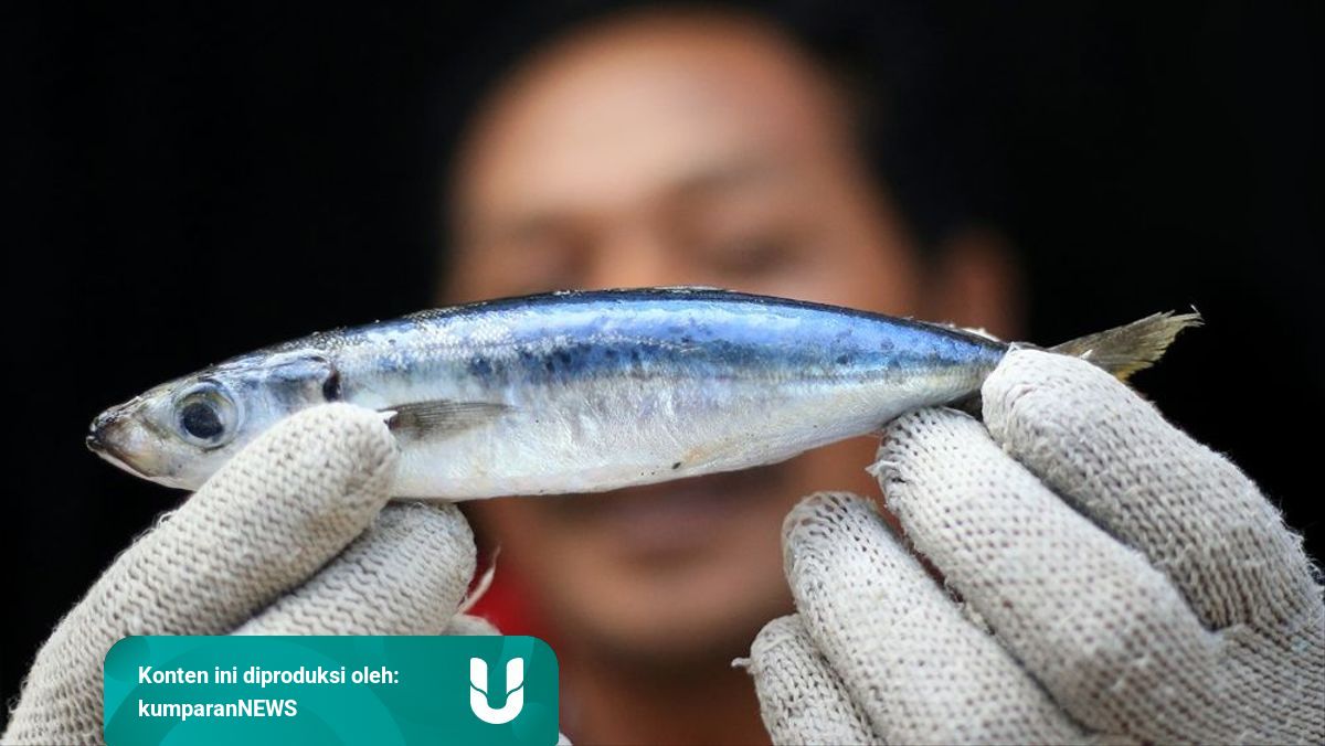 Mengenal Alat Tangkap Dan Jenis Ikan Yang Dihasilkan Kumparan Com