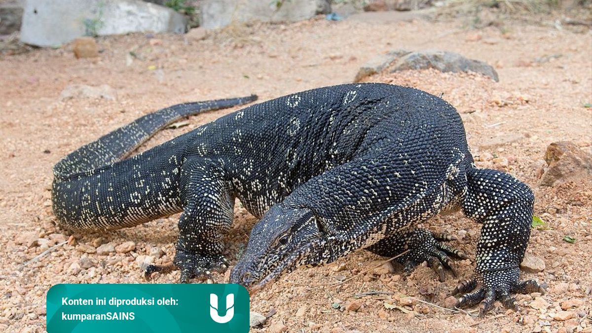 Biawak Air Tawar Bikin Rusuh Di Florida Kumparan Com