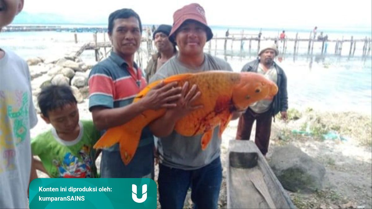 Selain Di Danau Toba Ikan Mas Raksasa Juga Pernah Ditemukan Di 4 Tempat Ini Kumparan Com