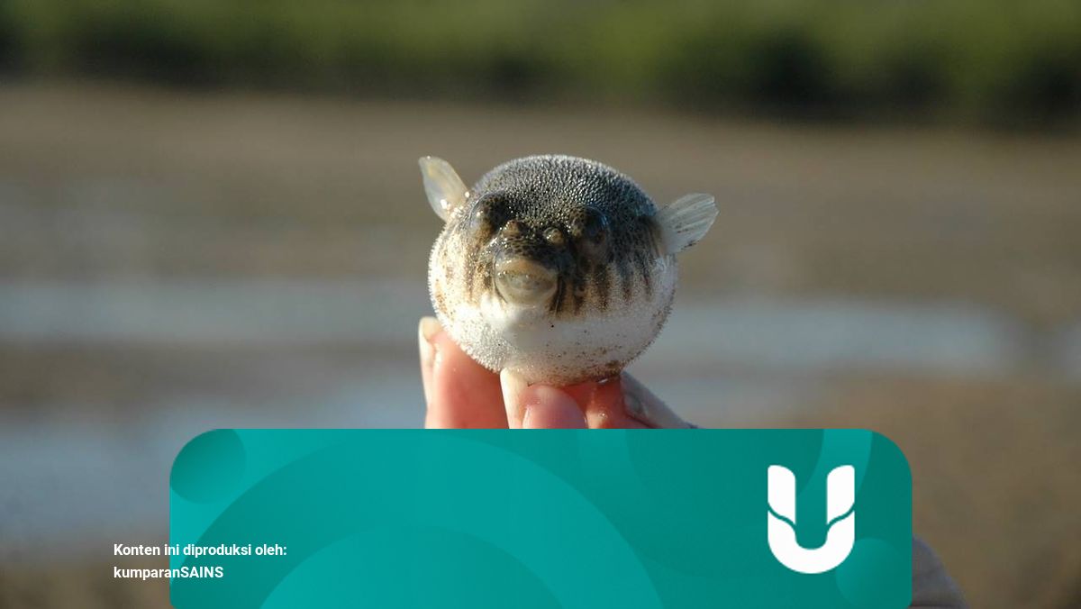 Meski Beracun Ikan Buntal Justru Jadi Hidangan Spesial Di Negara Ini Indozone Id