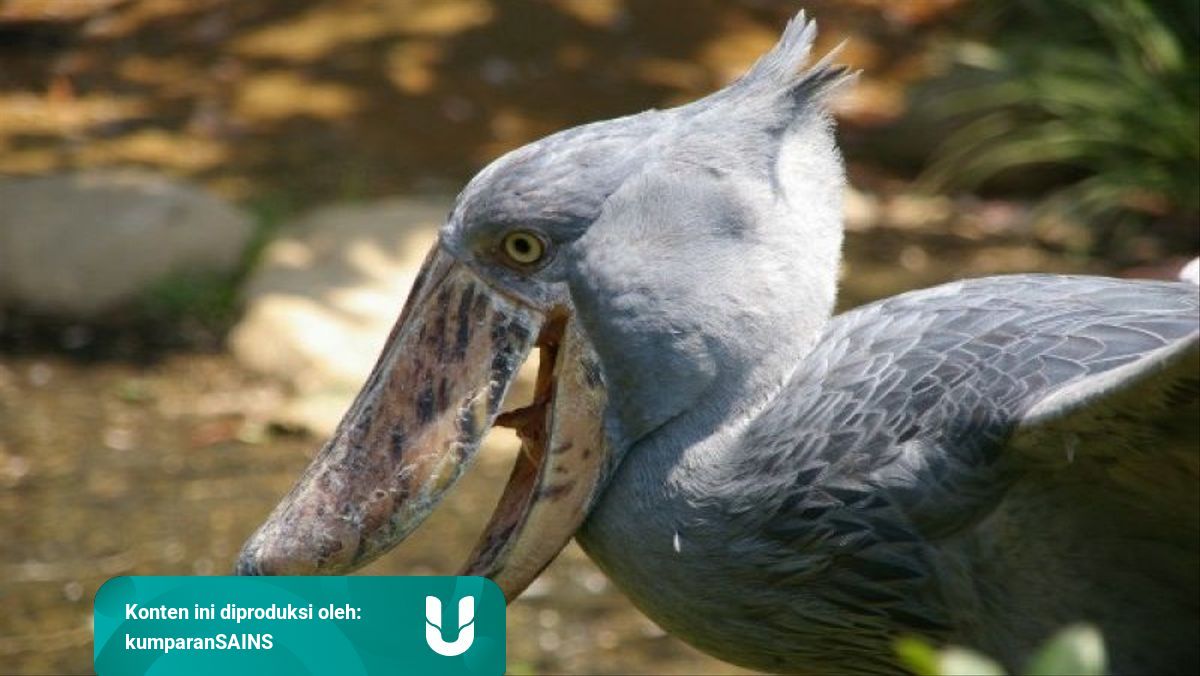 Mengenal Shoebill Burung Langka Berparuh Besar Yang Bisa Berubah Jadi Patung Kumparan Com