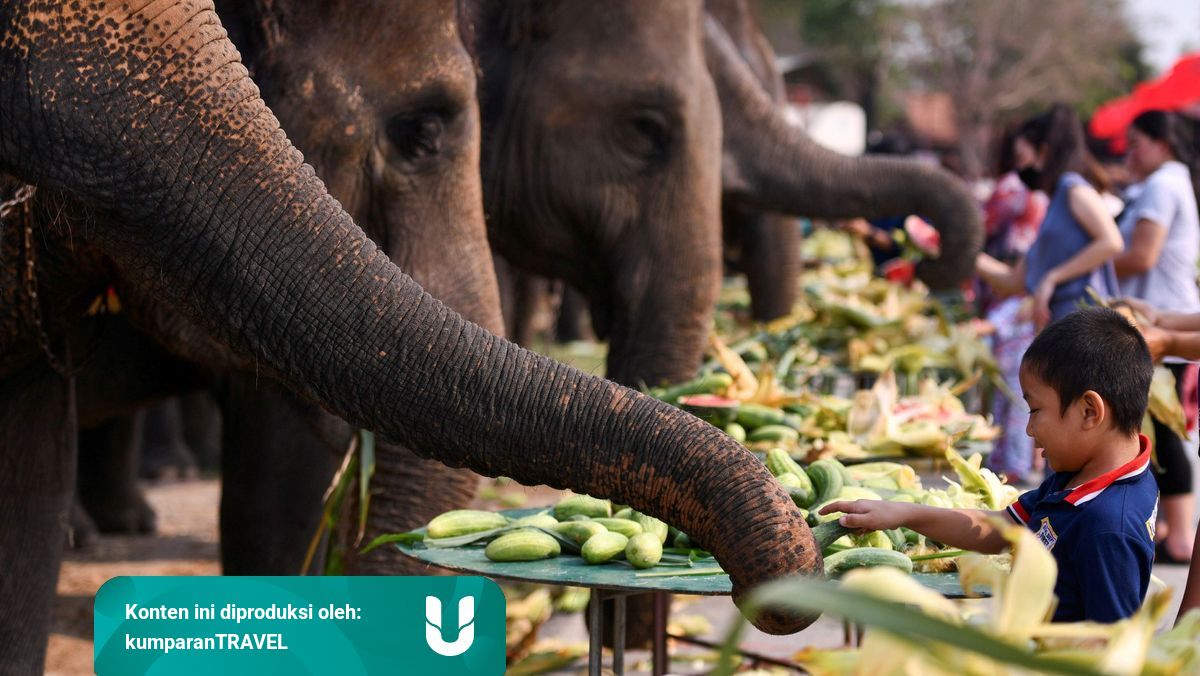 Alasan Kenapa Thailand Dijuluki Sebagai Negeri Gajah Putih Kumparan Com