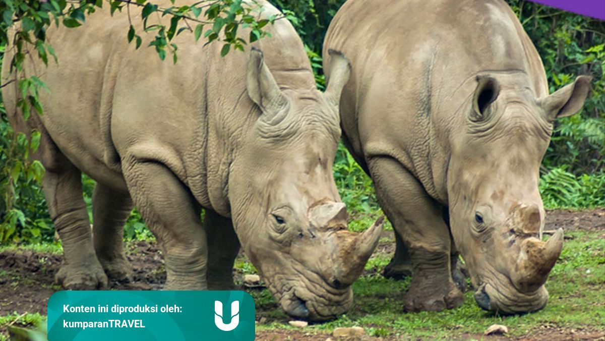 Taman Nasional Ujung Kulon Surga Alam Di Provinsi Banten Kumparan Com