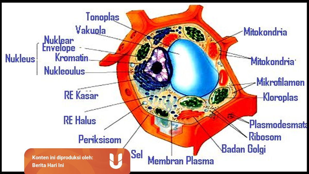 Mengenal 12 Macam Struktur Organel Sel Dari Inti Hingga Badan Mikro Kumparan Com