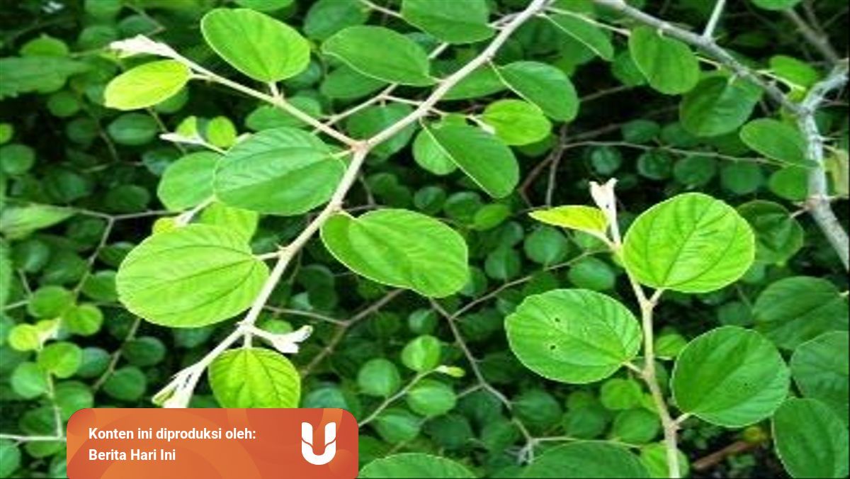 5 Manfaat Daun Bidara Untuk Kesehatan Beserta Cara Penggunaannya Kumparan 