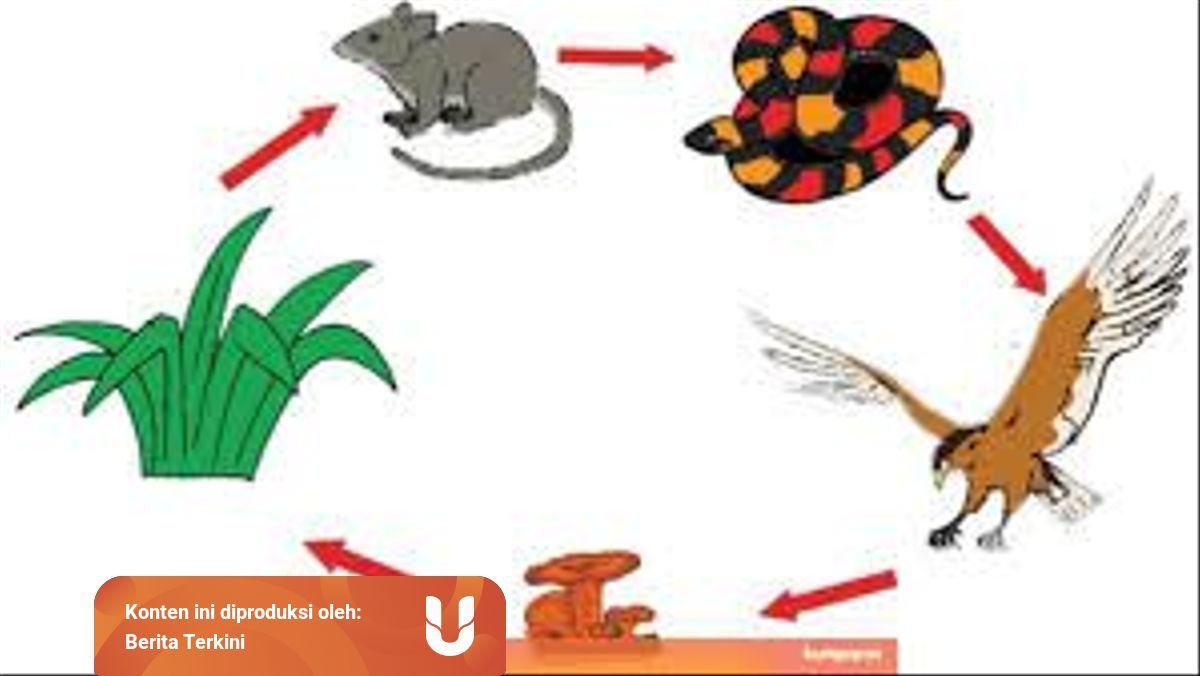 Rantai Makanan Di Sawah Ada Apa Saja Kumparan Com
