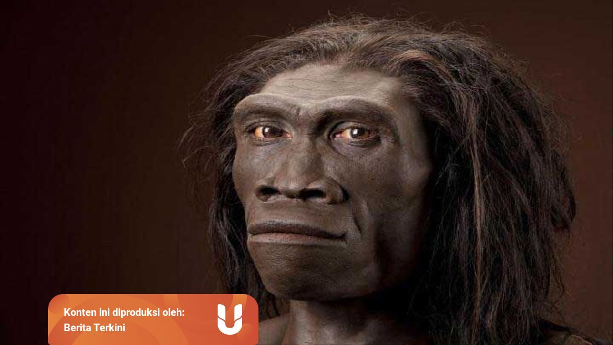 Pithecanthropus Erectus Penemu Dan Penjelasan Mata Rantai Yang Hilang Kumparan Com