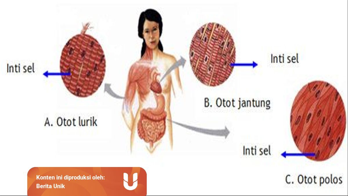 Mengapa Otot Disebut Alat Gerak Aktif Begini Alasannya Kumparan Com Mengapa Otot Disebut Alat Gerak Aktif Begini Alasannya Kumparan Com