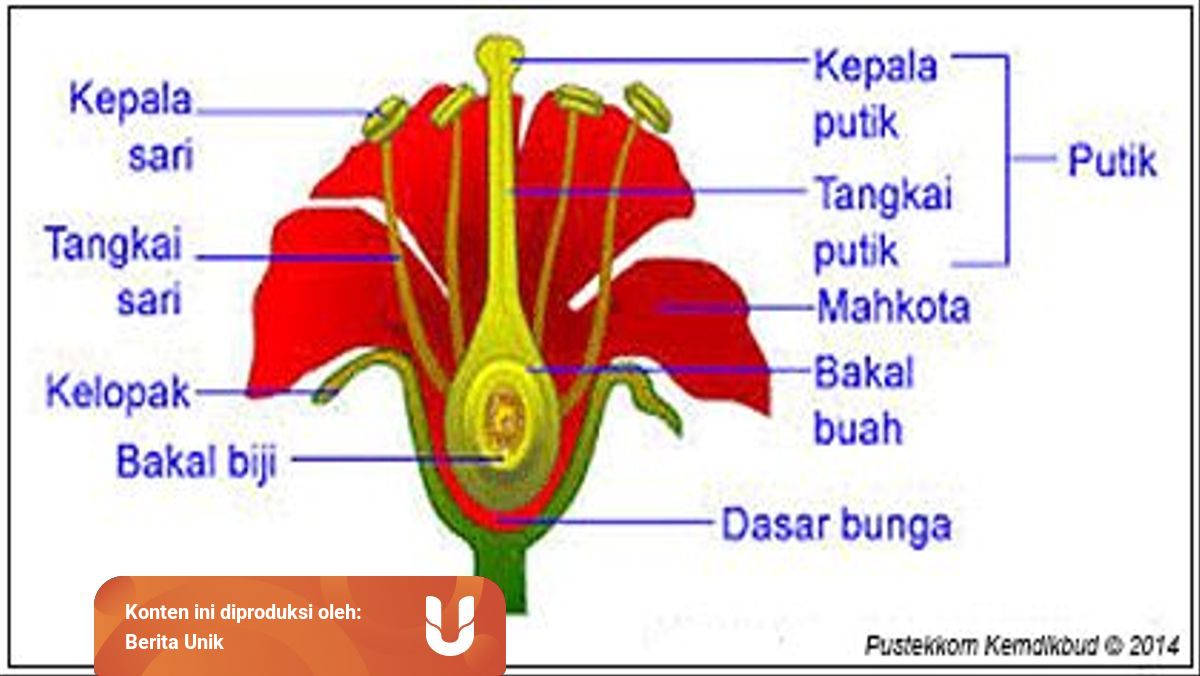 Perkembangan Hidup Tumbuhan Angiospermae Dan Penjelasannya Kumparan Com