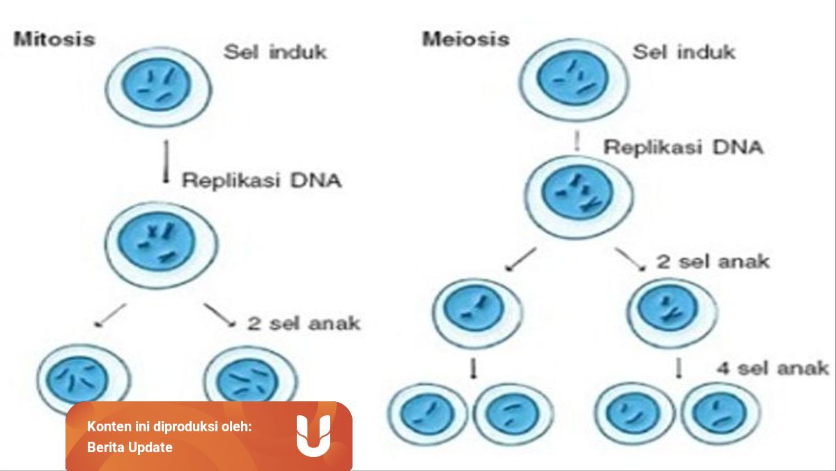 Pembelahan Mitosis Dan Meiosis Apa Bedanya Kumparan Com