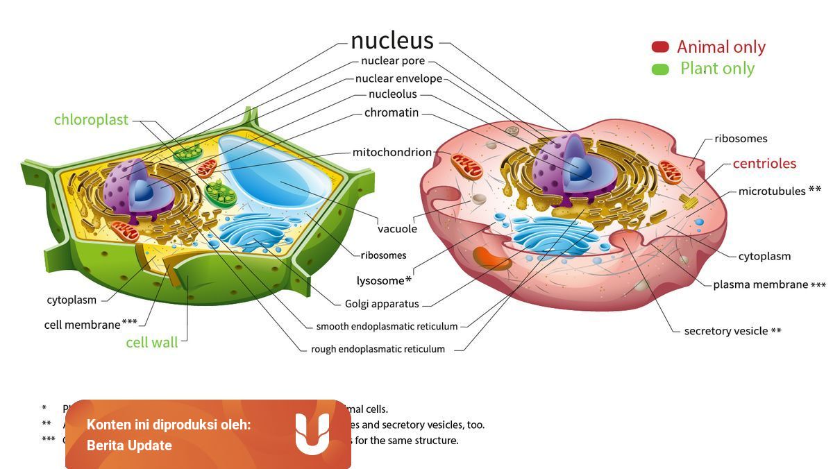 Sel Hewan Dan Sel Tumbuhan Beserta Ciri Cirinya Kumparan Com Sel Hewan Dan Sel Tumbuhan Beserta Ciri Cirinya Kumparan Com
