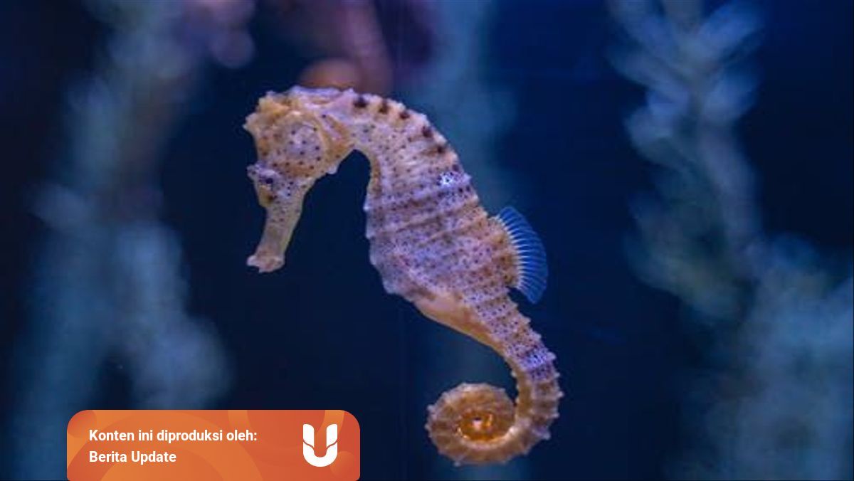 Fakta Tentang Hewan Ovovivipar Serta Contohnya Lengkap Kumparan Com